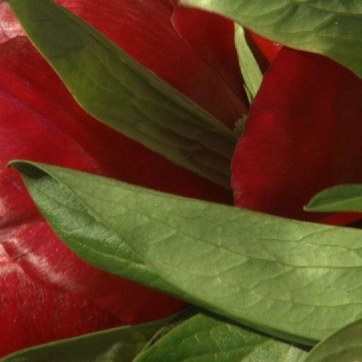 flower truck 11-24-19 (1).jpg